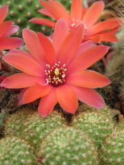 Zbliżenie na kwiaty czerwonego kaktusa © Kumulugma