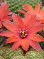 Zbliżenie na kwiaty czerwonego kaktusa © Kumulugma