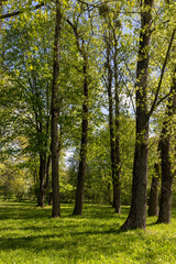 Naklejka premium green grass and the first spring foliage on the trees , beautiful spring nature with green vegetation