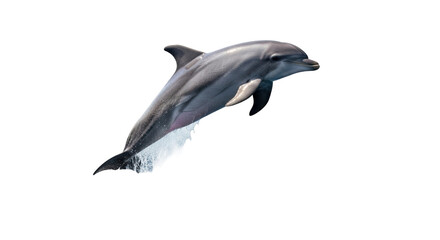 Isolated bottlenose dolphin leaping from water, majestic sea mammal, in midair, marine life