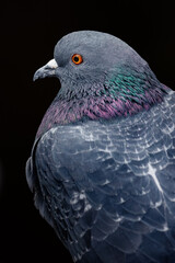 close up of a pigeon