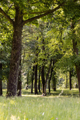 Fototapeta premium forest with different types of deciduous trees in sunny, warm weather with large and strong winds in summer, trees growing in the summer during the daytime