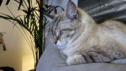 A cat is sleeping on a person's arm, creating a peaceful scene. The cat has a tabby coat with gray...