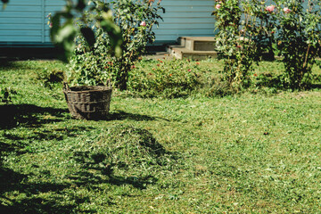 Wicker basket on the lawn with grass clippings in the garden