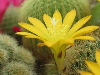 Zbliżenie na żółte kwiaty kaktusa © Kumulugma