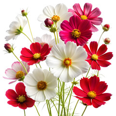 Colorful cosmos flowers isolated on transparent background