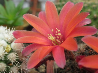 Zbliżenie na kwiaty czerwonego kaktusa © Kumulugma