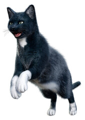 3D Rendering Black Cat on White