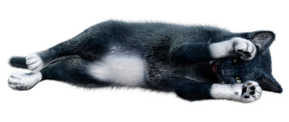 3D Rendering Black Cat on White