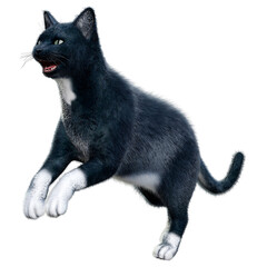3D Rendering Black Cat on White