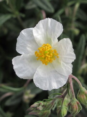 Zbliżenie na białe kwiaty rośliny z gatunku Helianthemum © Kumulugma