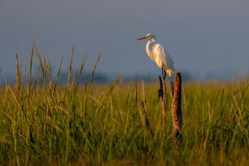 A great egret perched on a stump in a yellow grass marsh