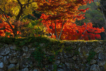 日本の風景・秋　紅葉の世界遺産　国宝姫路城