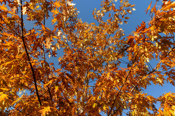 autumn yellowing foliage of an oak tree in the autumn season, bright sunny weather in the park with beautiful yellow leaves on oak branches , against a clear blue sky
