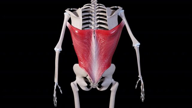 Latissimus Dorsi Muscle Movement Back View