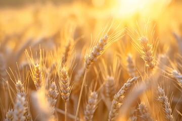 Close-up of golden wheat field at sunset with detailed grain textures, soft warm light and blurred background evoking rustic abundance.