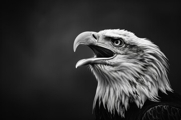 Powerful eagle head screaming in high contrast black and white, cinematic wildlife portrait on dark background.