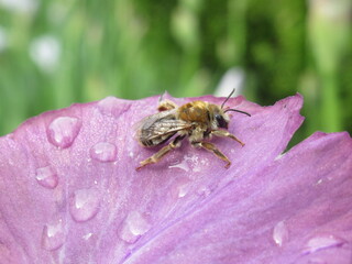 Zbliżenie na pszczołę na płatku kwiatka © Kumulugma
