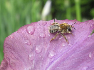 Zbliżenie na pszczołę na płatku kwiatka © Kumulugma