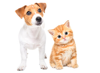Cute Jack Russell Terrier puppy and Scottish Straight kitten together isolated on white background