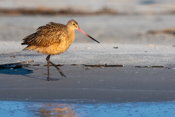 A marbled godwit walking on the shore