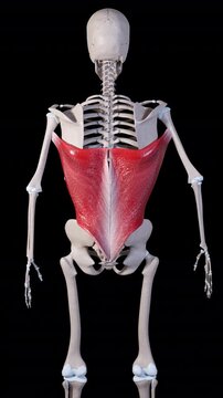 Latissimus Dorsi Muscle Movement Back View Vertical Video