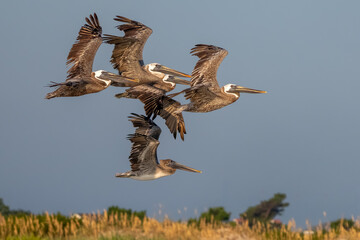 Brown pelicans flying over the ocean