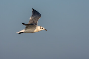 A shore bird flying over a beach