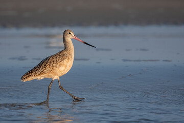 A marbled godwit walking on the shore