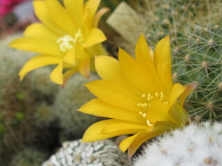 Zbliżenie na żółte kwiaty kaktusa © Kumulugma
