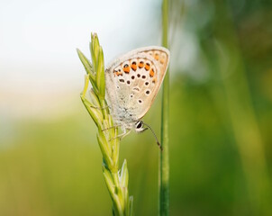 A beautiful little butterfly on a green background.