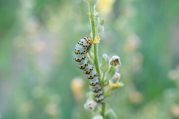 A caterpillar on a wildflower. Insects in nature.