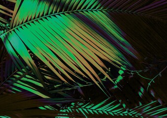 Colorful Palm Fronds with Dramatic Lighting and Abstract Texture