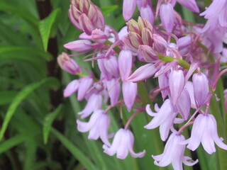 Zbliżenie na kwiat rośliny z gatunku Hyacinthoides hispanica © Kumulugma