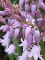 Obraz premium Zbliżenie na kwiat rośliny z gatunku Hyacinthoides hispanica