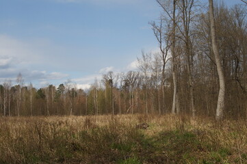 Obraz premium forest spring