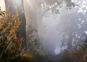 Jesienny, mglisty poranek, aleja dębowa, krajobraz, tapeta. © mycatherina