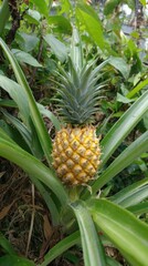 Obraz premium Juicy pineapple growing in a garden with green foliage