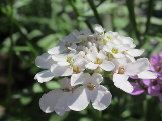 Zbliżenie na kwiat rośliny z gatunku Iberis  © Kumulugma