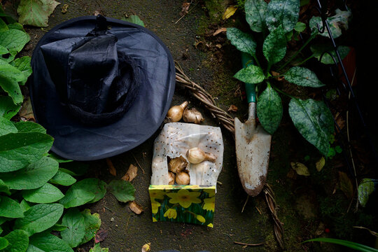 Blumenzwiebeln, Schaufel, ein Hexenhut, ein verdrehter Stock. Narzissen.