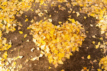 Falling yellow leaf in heart shape on soil background