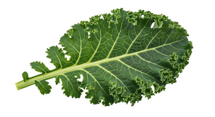 Isolated green curly kale leaf, healthy eating ingredient, vibrant color with texture detail