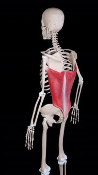 Latissimus Dorsi Muscle Movement Side View Vertical Video