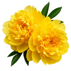 Close-up of Yellow Peony Flowers isolated on a white background 
