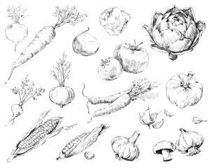 Hand drawn monochrome illustration of various vegetables including carrots corn garlic and tomatoes for healthy eating
