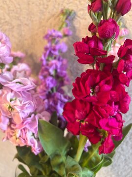 pink hydrangea flowers