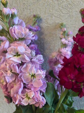 Colorful bouquet of matthiola 