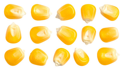 Isolated macro closeup of delicious yellow sweet corn food on a white background