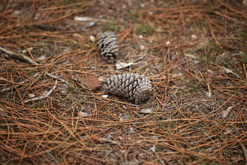 vista macro di pigne di pino marittimo cadute su un terreno naturale