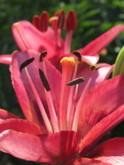 Zbliżenie na pręciki różowych lilii © Kumulugma